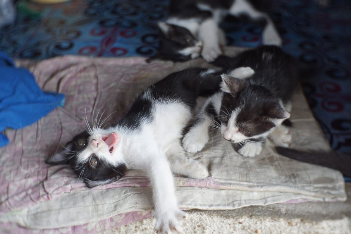 Top 12 Elegant Black & White Cat Names for Your Tuxedo Companion