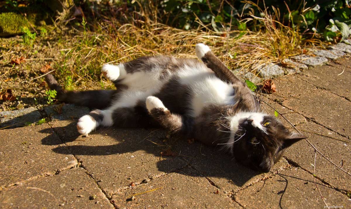 Top 12 Elegant Black & White Cat Names for Your Tuxedo Companion
