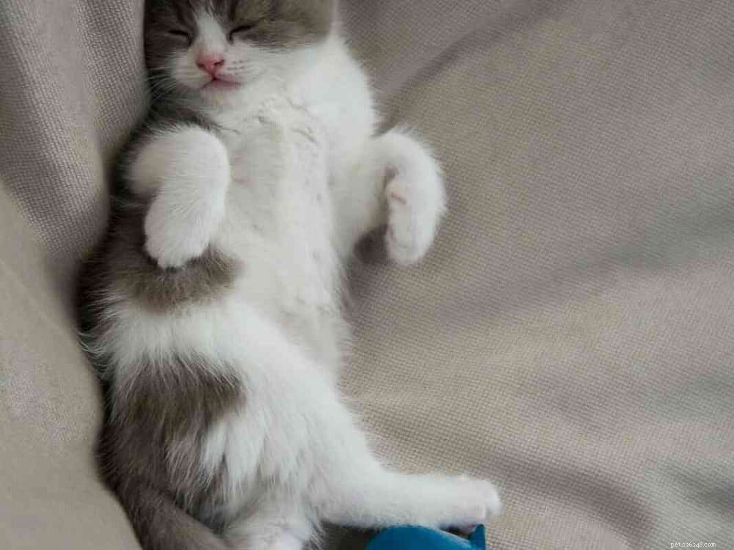 Top 12 Elegant Black & White Cat Names for Your Tuxedo Companion