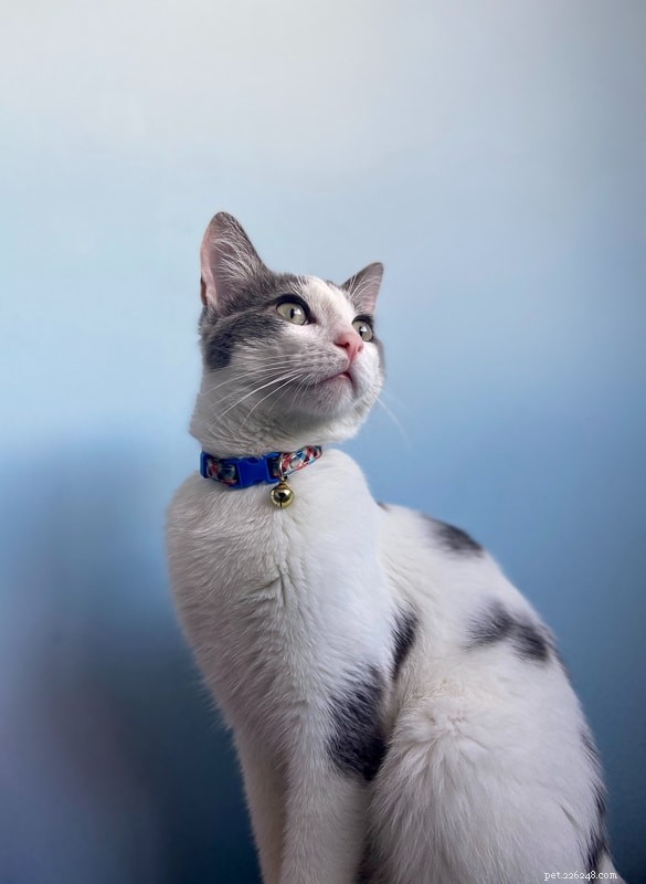 Top 12 Elegant Black & White Cat Names for Your Tuxedo Companion