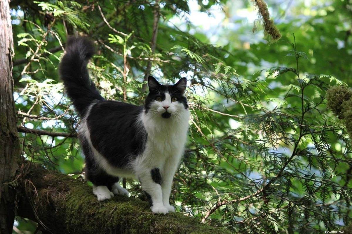 Top 12 Elegant Black & White Cat Names for Your Tuxedo Companion