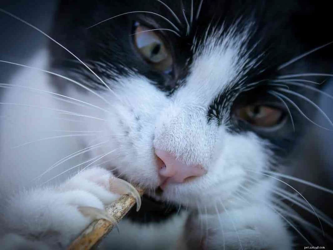 Top 12 Elegant Black & White Cat Names for Your Tuxedo Companion