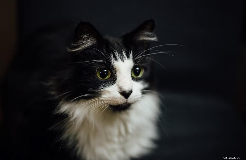 Top 12 Elegant Black & White Cat Names for Your Tuxedo Companion