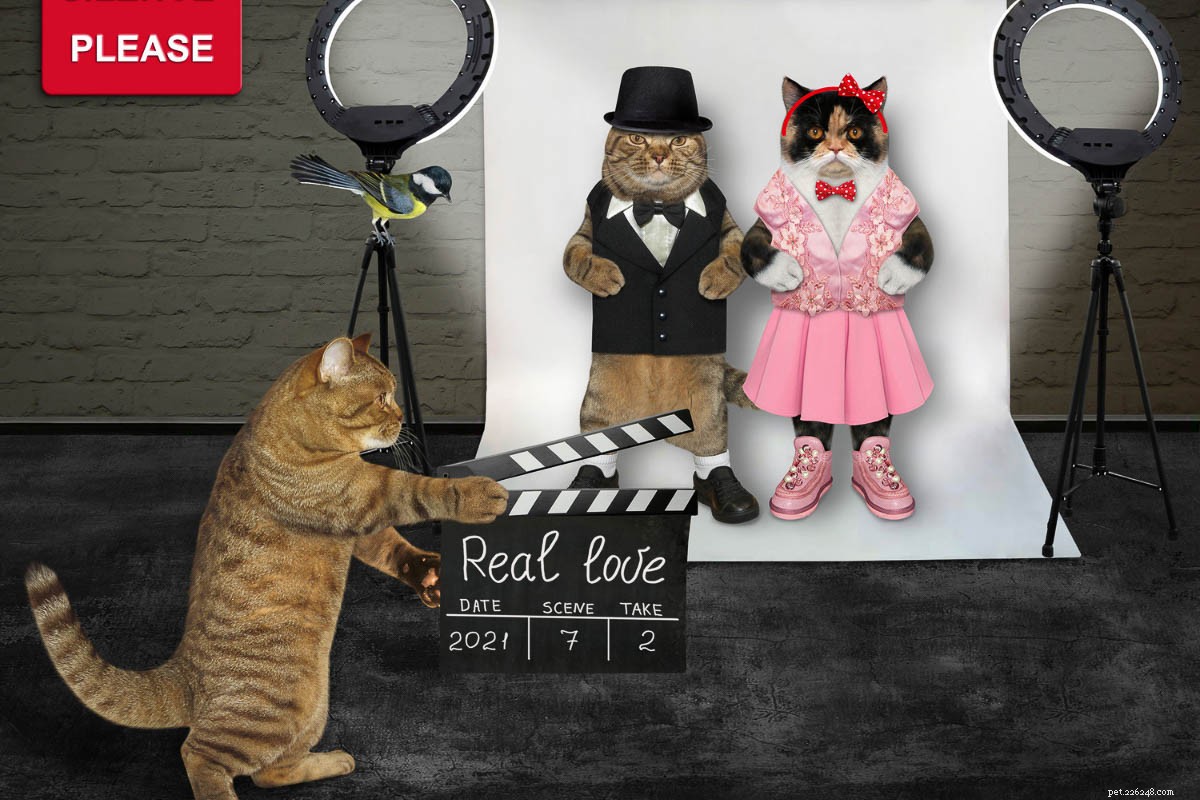 11 Iconic Movie Cat Names Perfect for Your Feline Friend