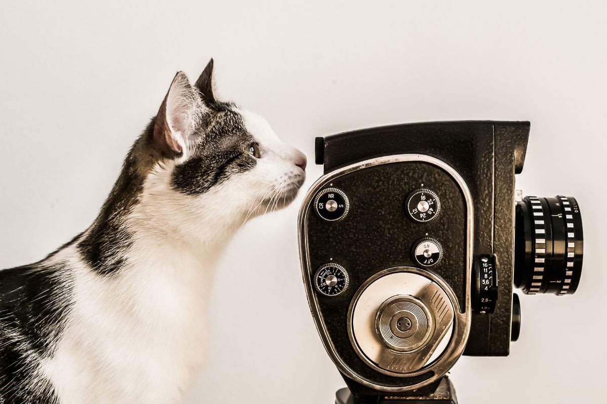 11 Iconic Movie Cat Names Perfect for Your Feline Friend