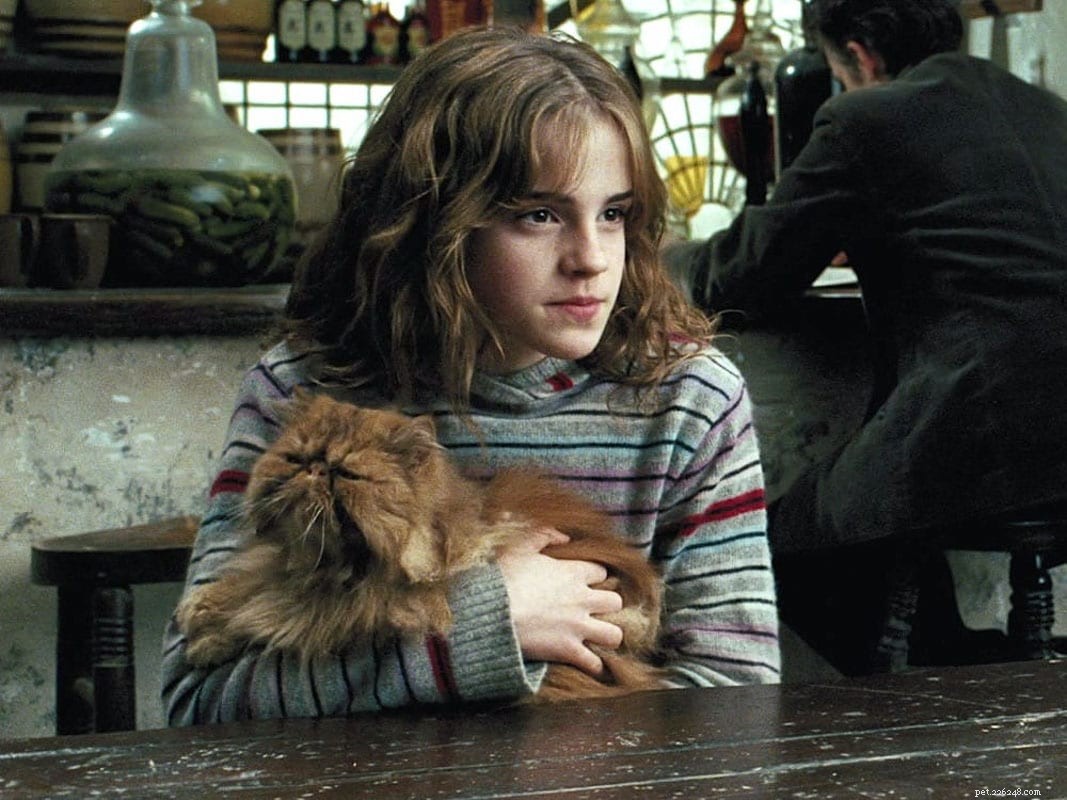 11 Iconic Movie Cat Names Perfect for Your Feline Friend