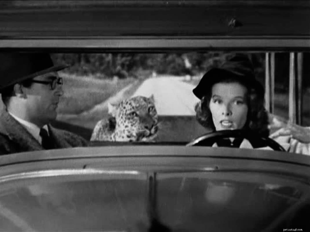 11 Iconic Movie Cat Names Perfect for Your Feline Friend