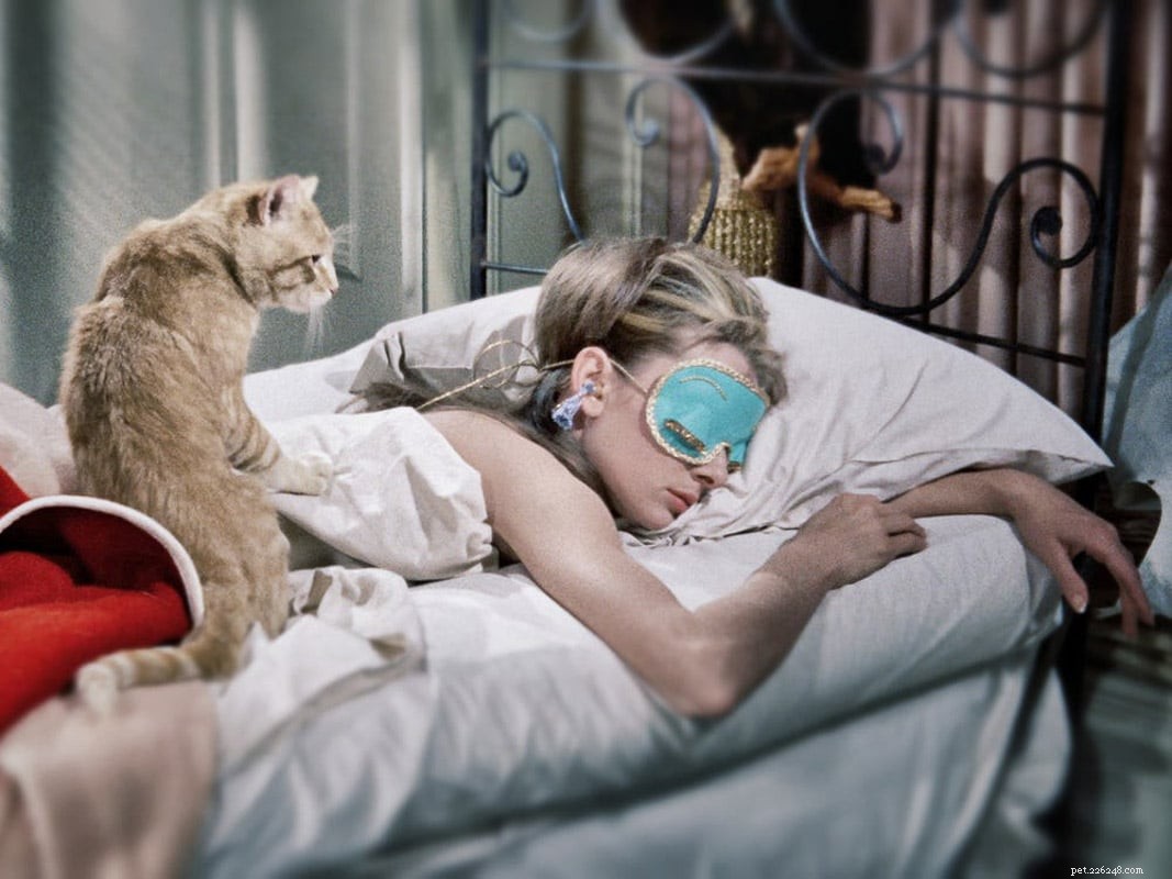 11 Iconic Movie Cat Names Perfect for Your Feline Friend