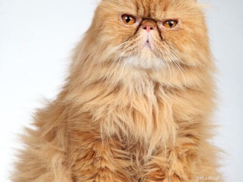 Top 11 Ginger Cat Names for Your New Tiger-Like Companion