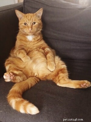 Top 11 Ginger Cat Names for Your New Tiger-Like Companion