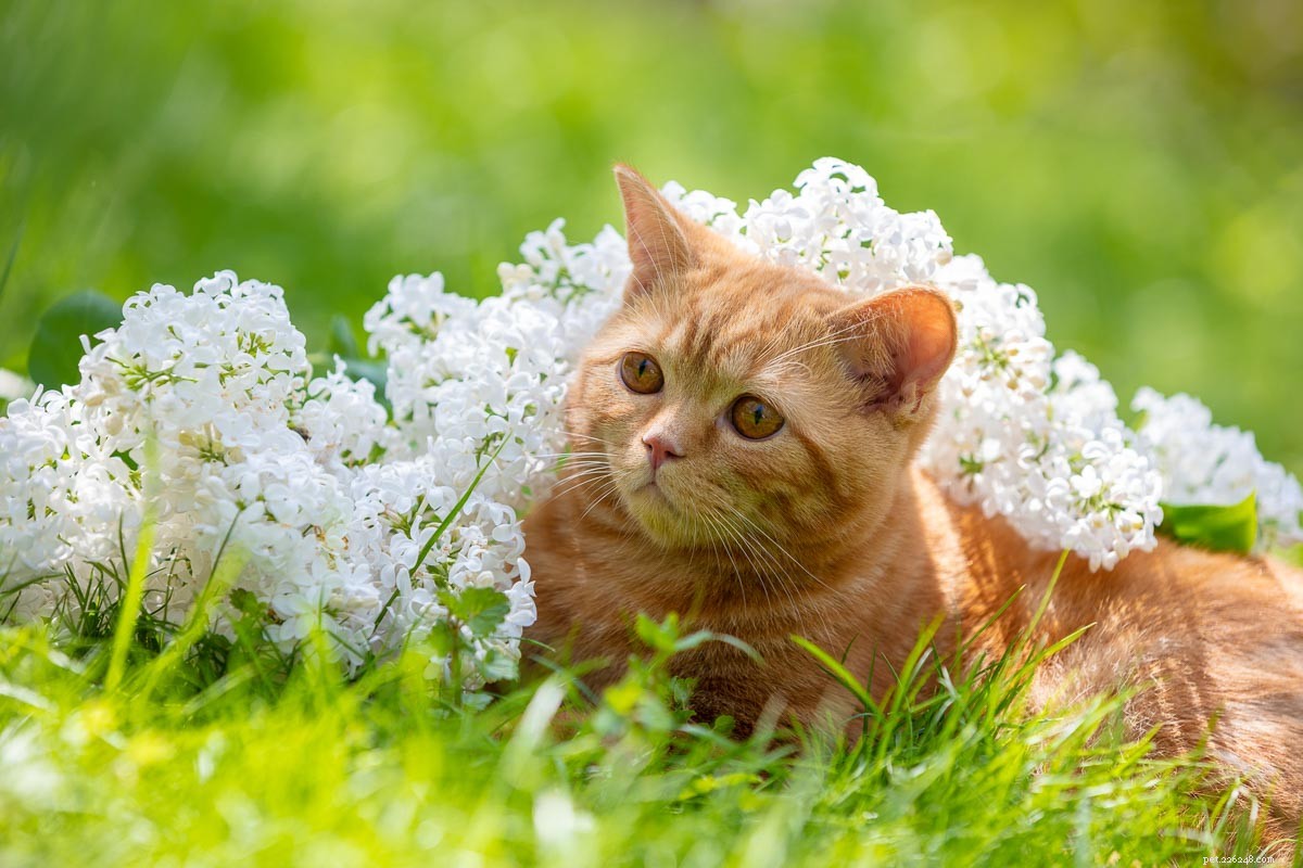 Top 11 Ginger Cat Names for Your New Tiger-Like Companion
