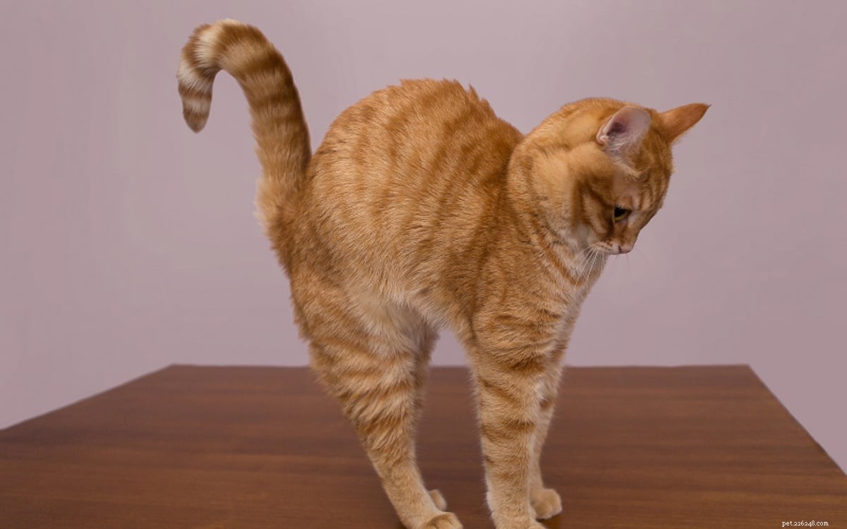 Top 11 Ginger Cat Names for Your New Tiger-Like Companion