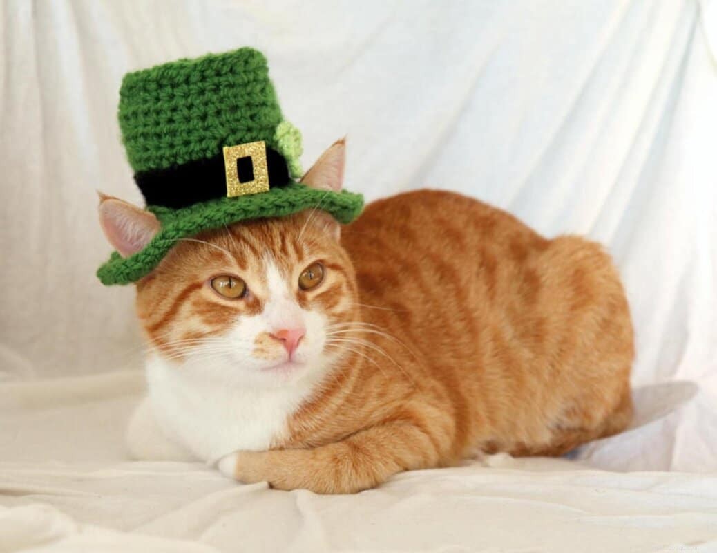 Top 11 Ginger Cat Names for Your New Tiger-Like Companion