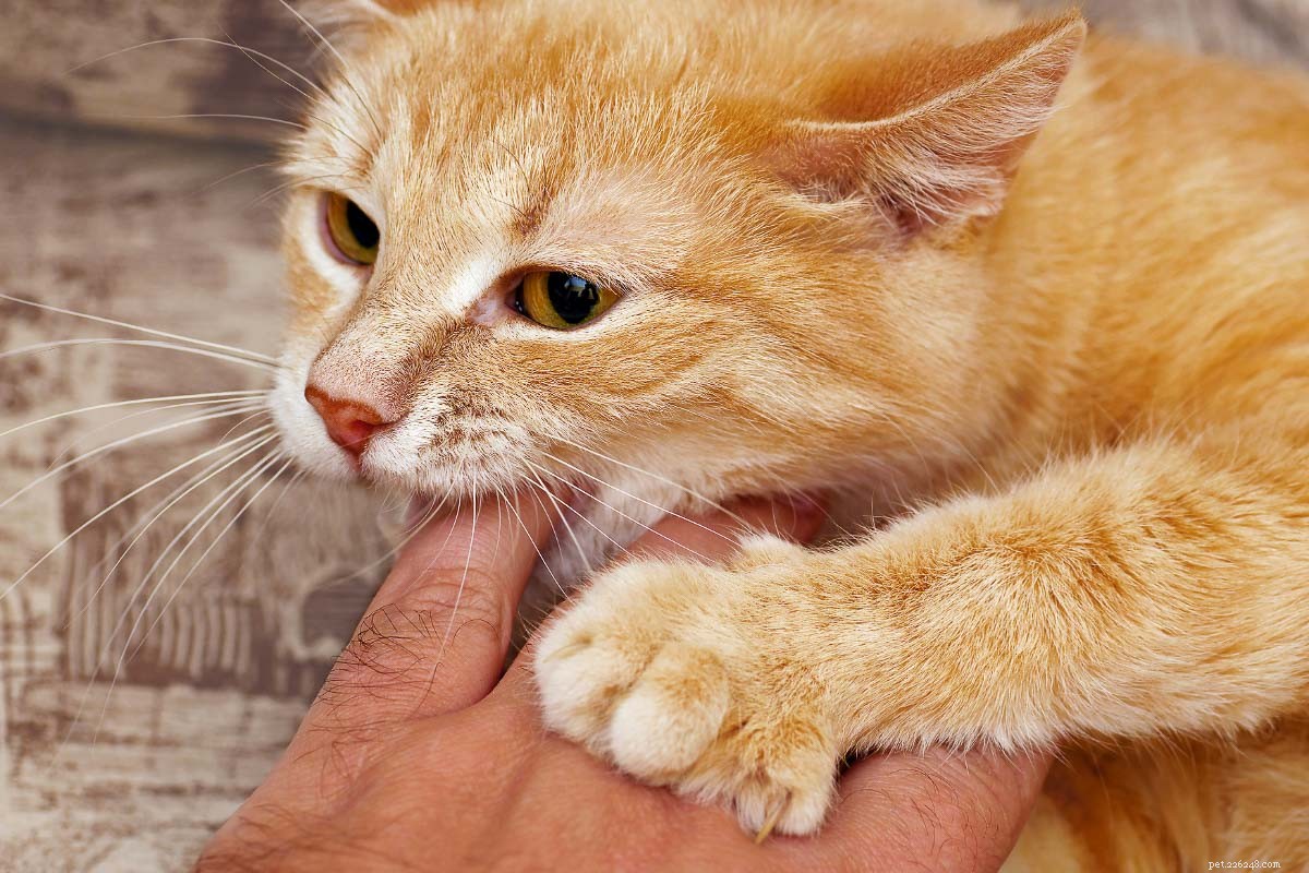 Top 11 Ginger Cat Names for Your New Tiger-Like Companion