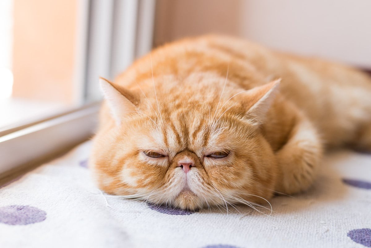 16 Most Friendly Cat Breeds for Loving, Loyal Companions
