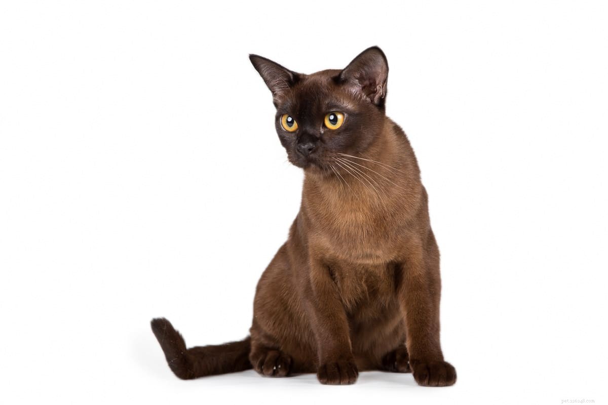 16 Most Friendly Cat Breeds for Loving, Loyal Companions