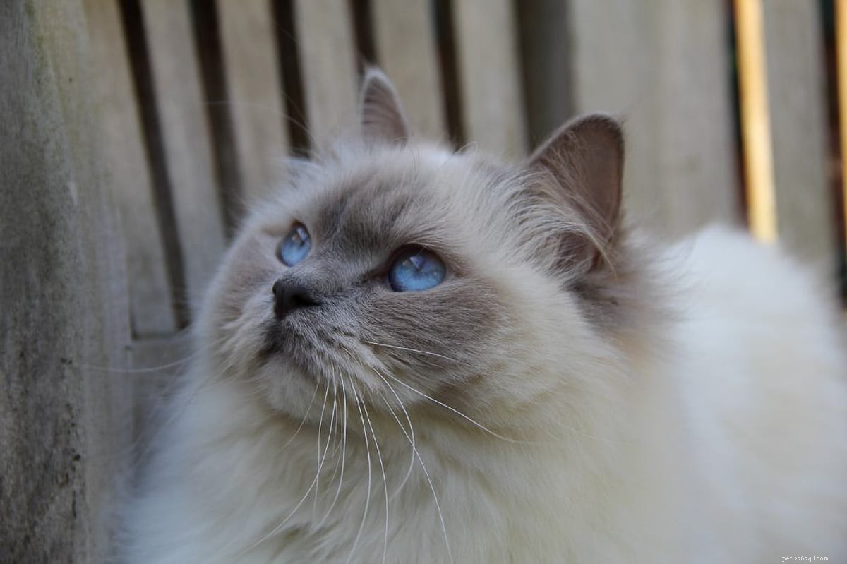 16 Most Friendly Cat Breeds for Loving, Loyal Companions