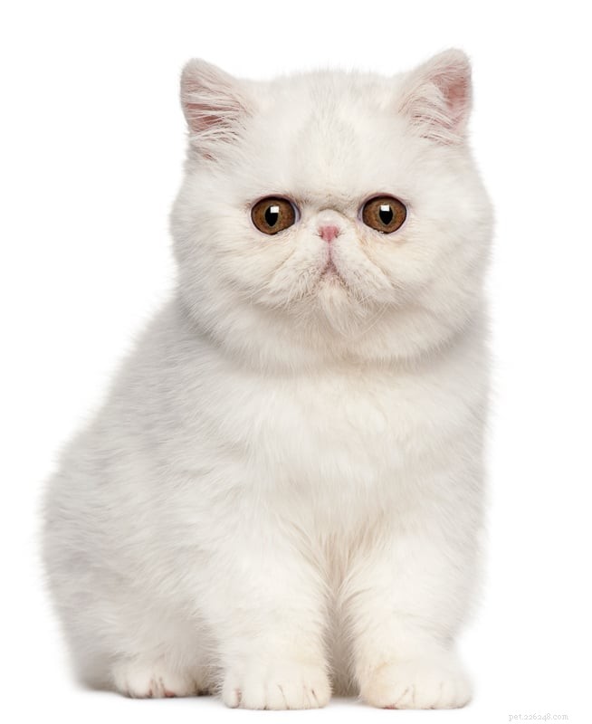 12 Fluffiest Cat Breeds: Your Guide to Cuddly Companions