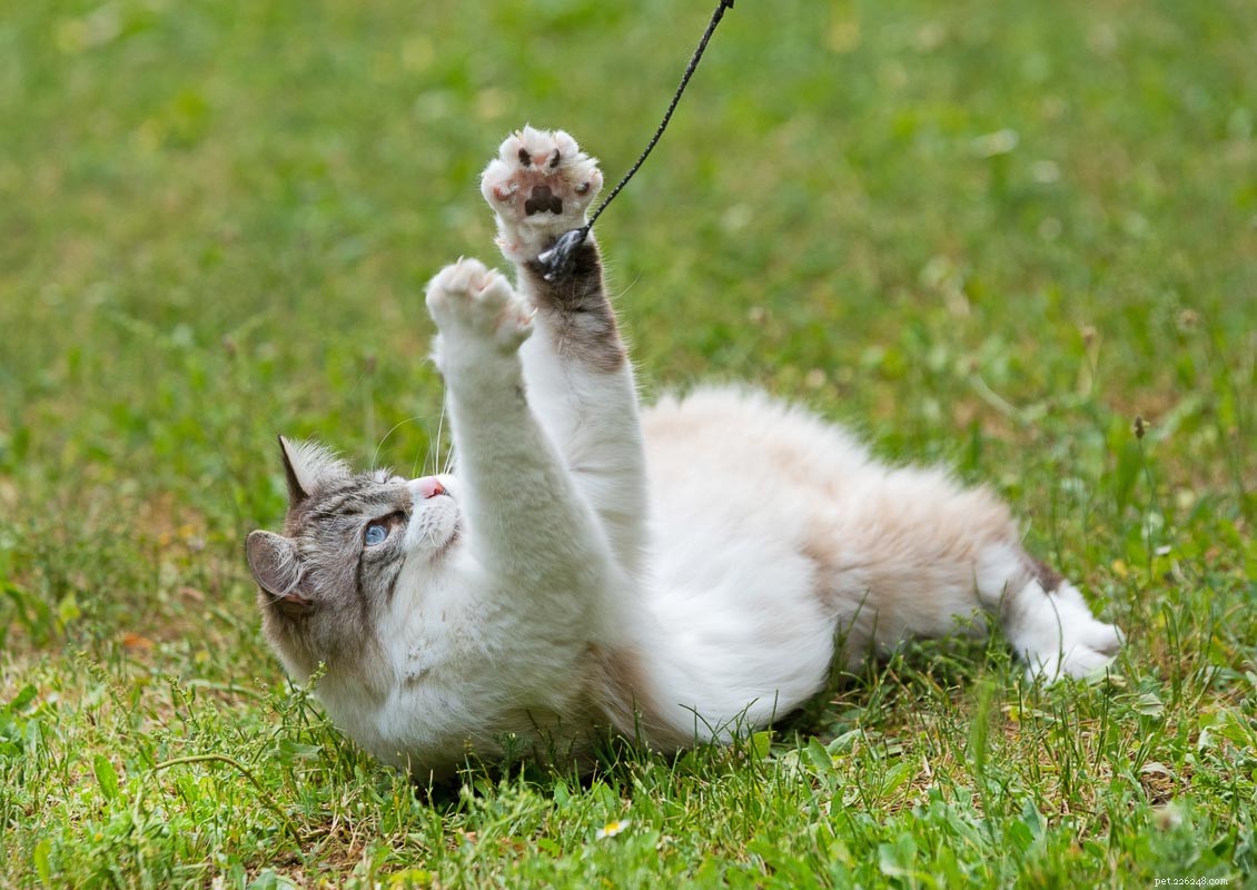 12 Fluffiest Cat Breeds: Your Guide to Cuddly Companions