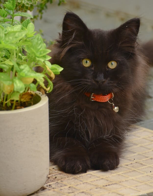 12 Fluffiest Cat Breeds: Your Guide to Cuddly Companions