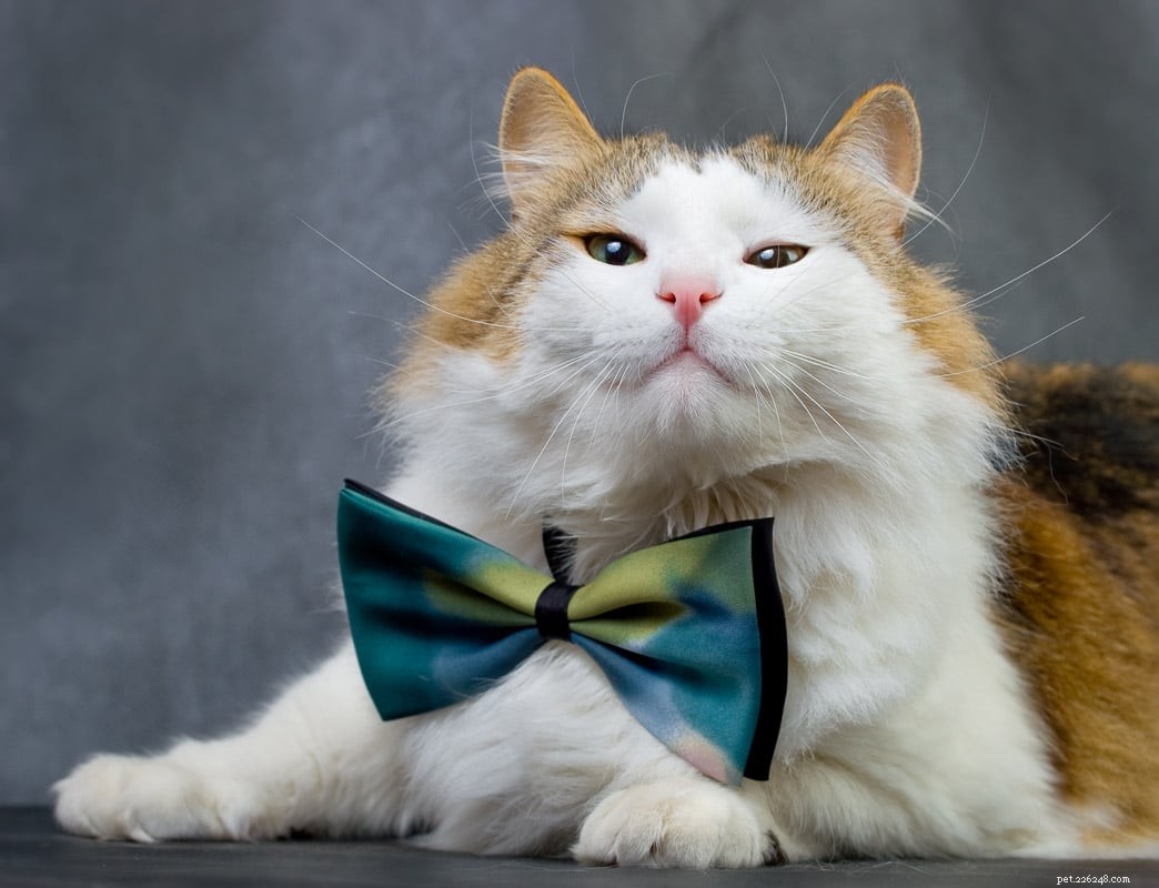 12 Fluffiest Cat Breeds: Your Guide to Cuddly Companions