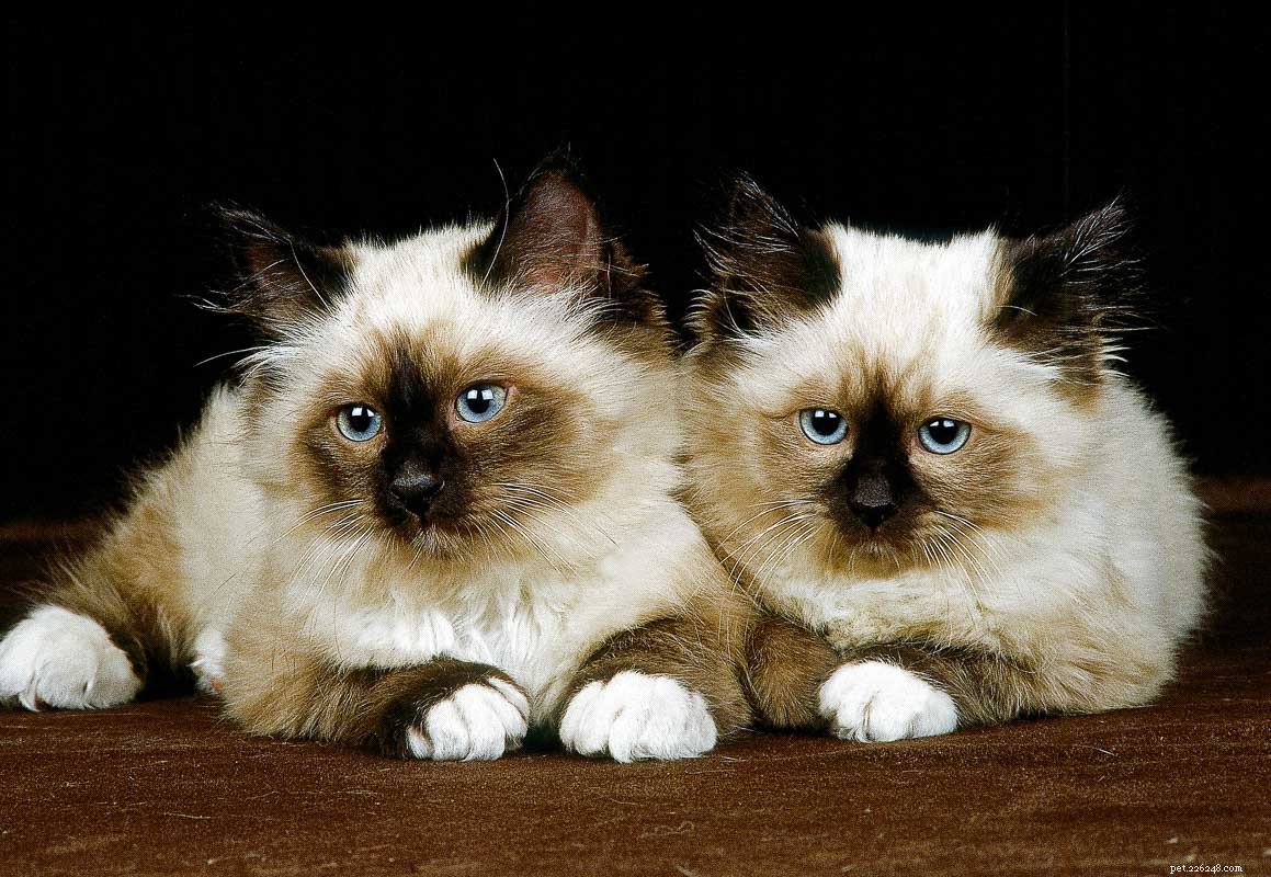12 Fluffiest Cat Breeds: Your Guide to Cuddly Companions