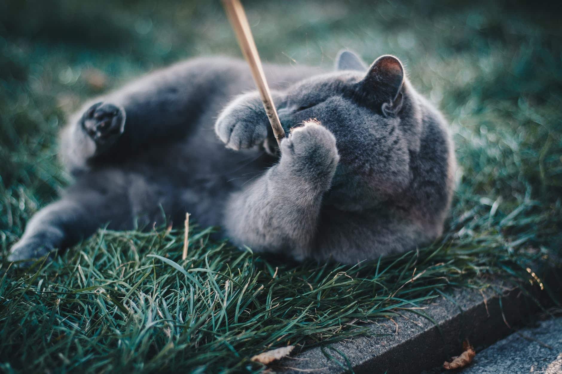 20 Adorable Cat Breeds That Will Melt Your Heart