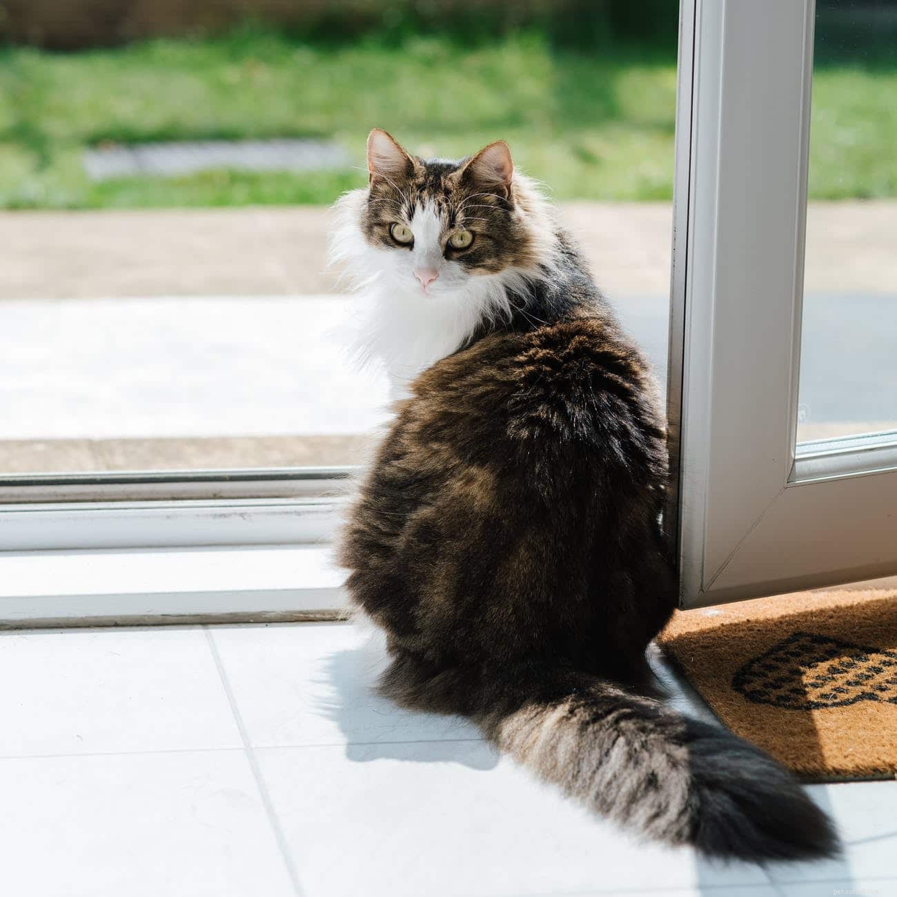 20 Adorable Cat Breeds That Will Melt Your Heart