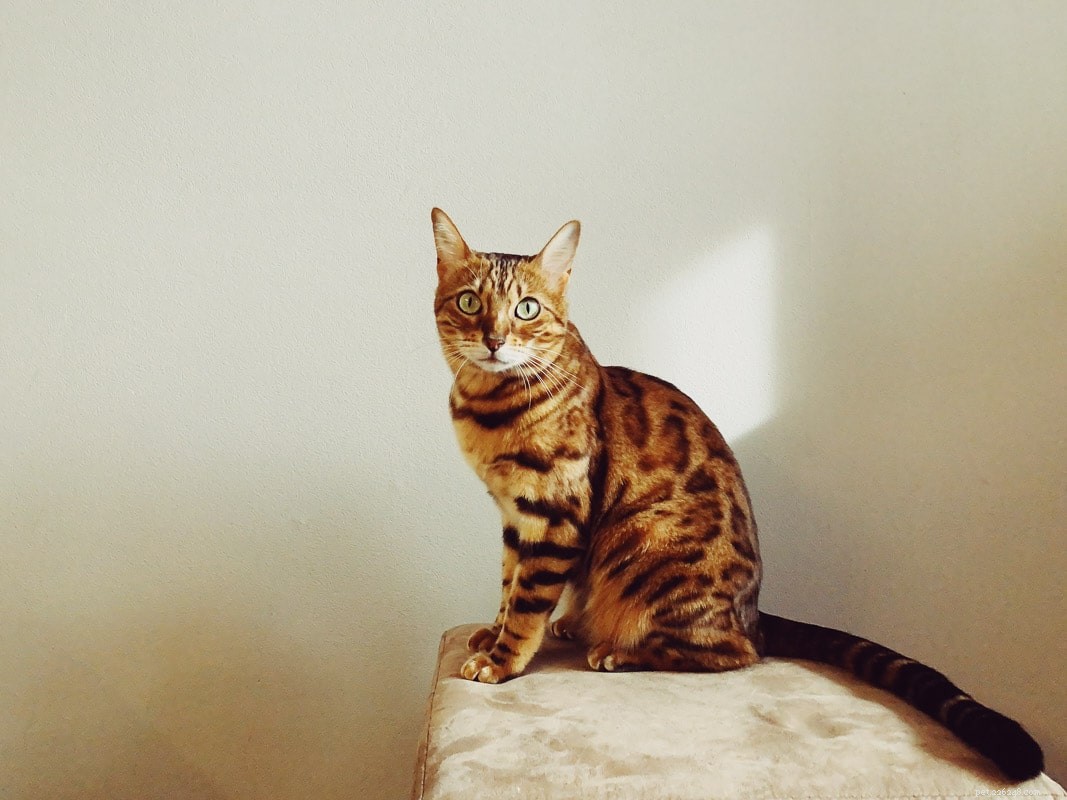 20 Adorable Cat Breeds That Will Melt Your Heart