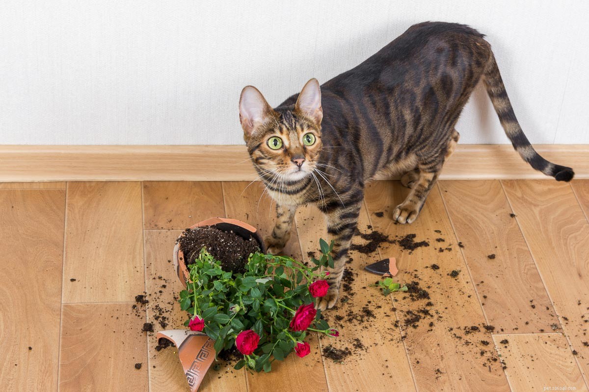 20 Adorable Cat Breeds That Will Melt Your Heart