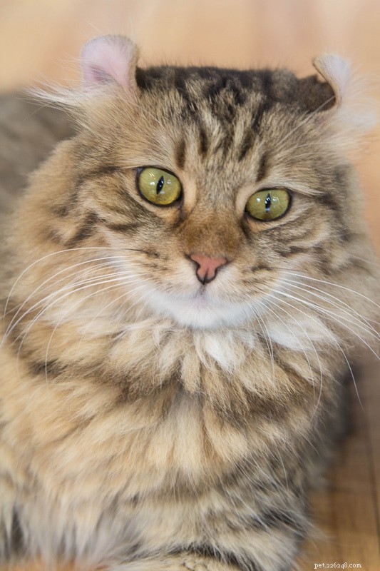 20 Adorable Cat Breeds That Will Melt Your Heart