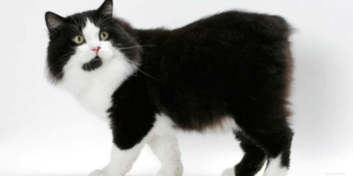 20 Adorable Cat Breeds That Will Melt Your Heart
