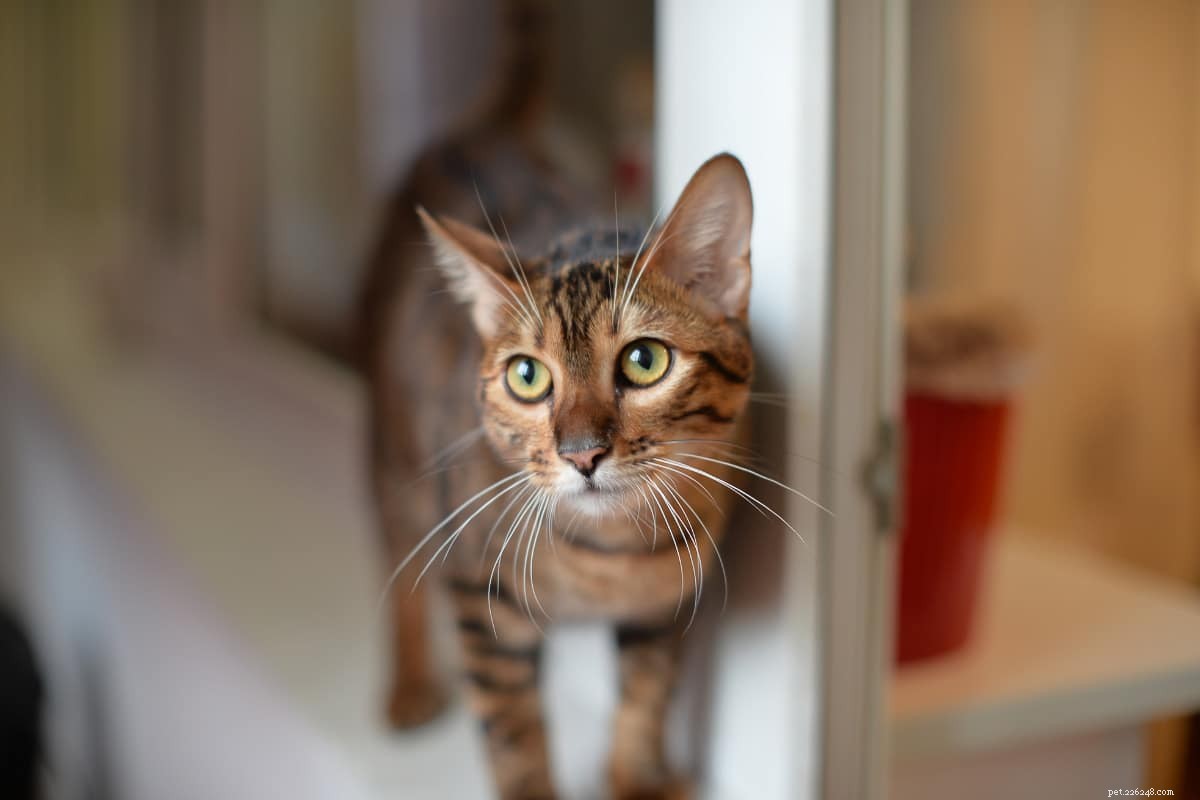 20 Adorable Cat Breeds That Will Melt Your Heart