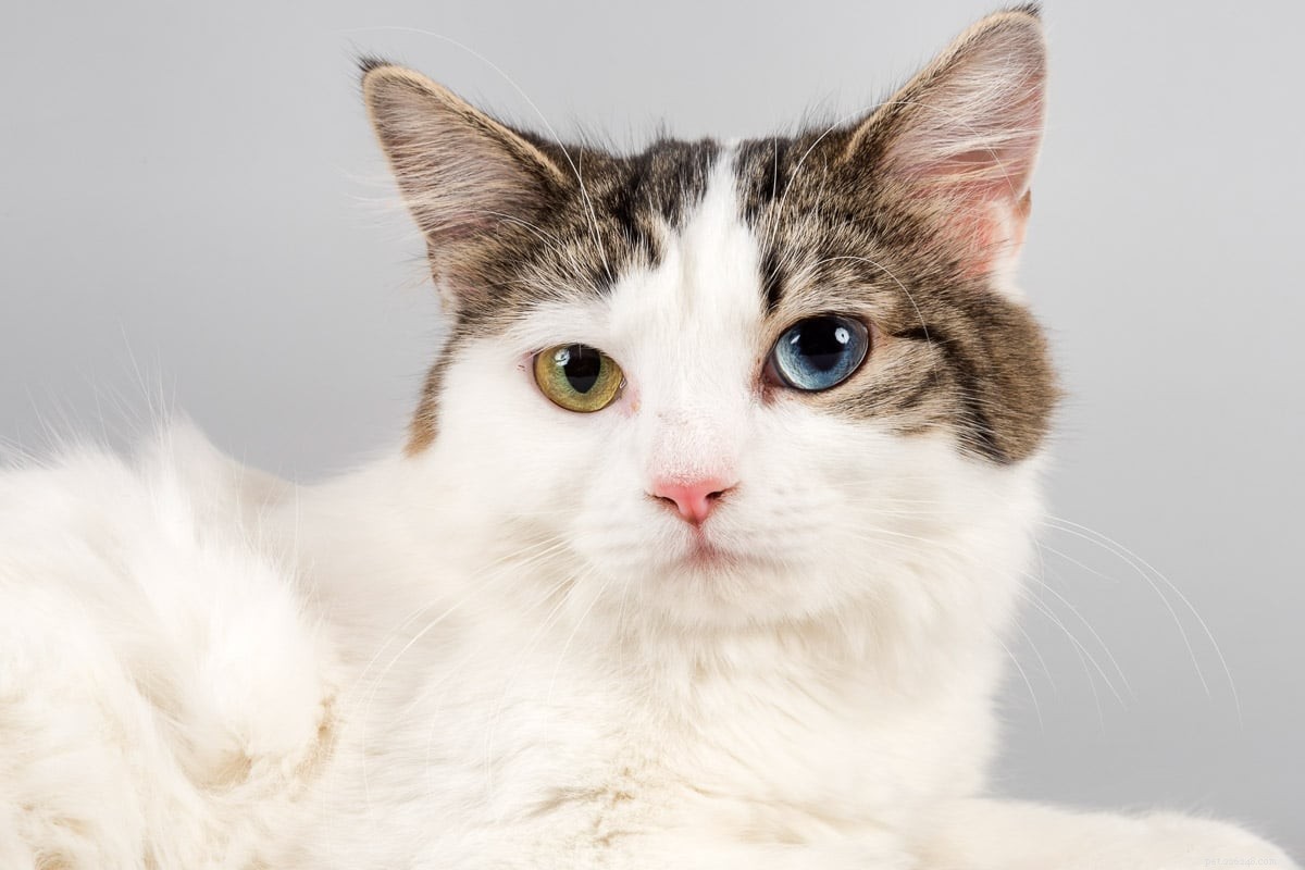 20 Adorable Cat Breeds That Will Melt Your Heart
