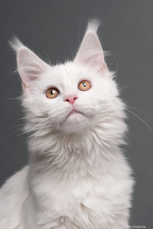 Maine Coon Personality: 13 Key Traits Every Owner Should Know
