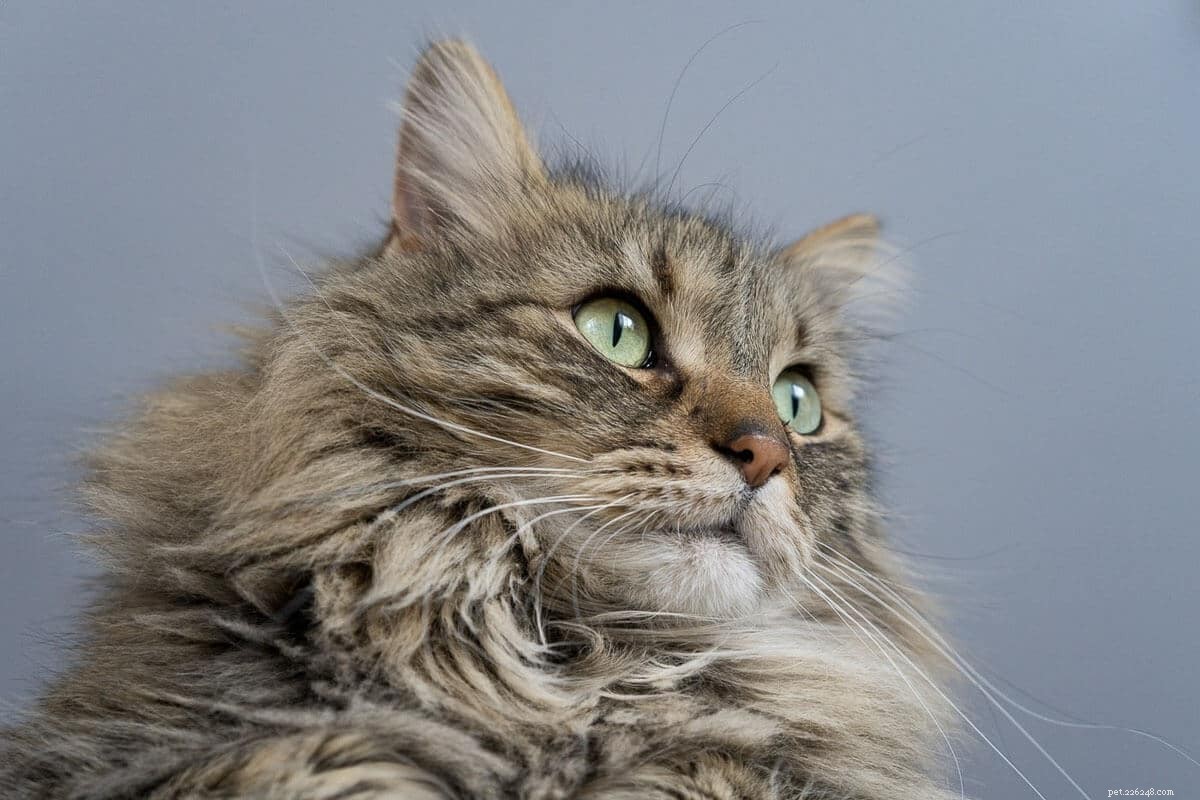Maine Coon Personality: 13 Key Traits Every Owner Should Know