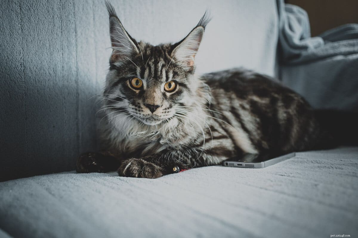 Maine Coon Personality: 13 Key Traits Every Owner Should Know