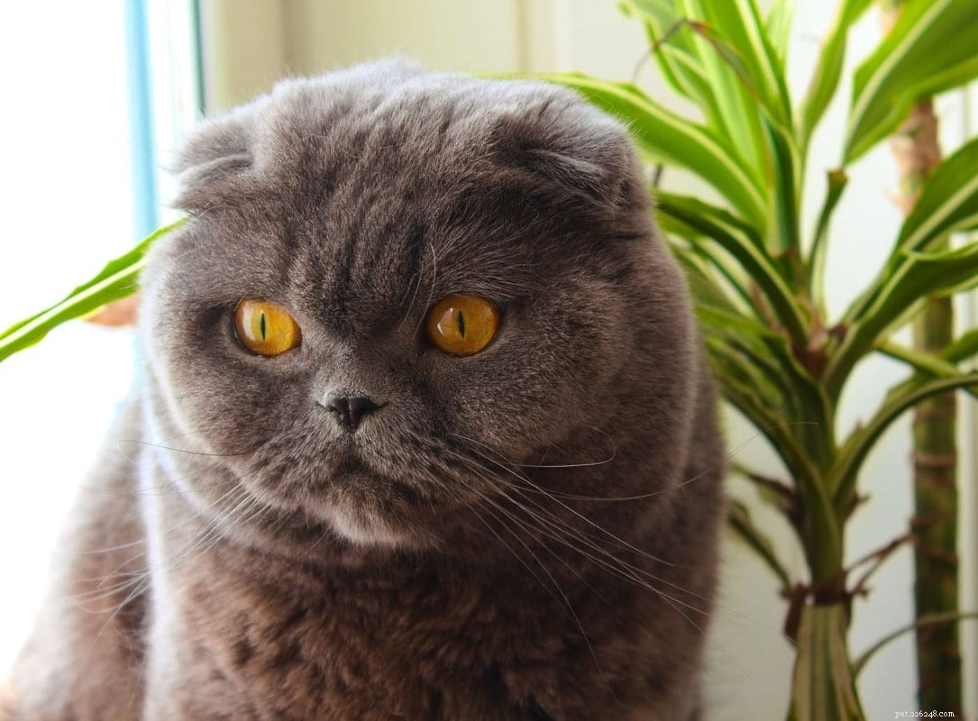Top 11 Indoor Cat Breeds Perfect for Apartment Living