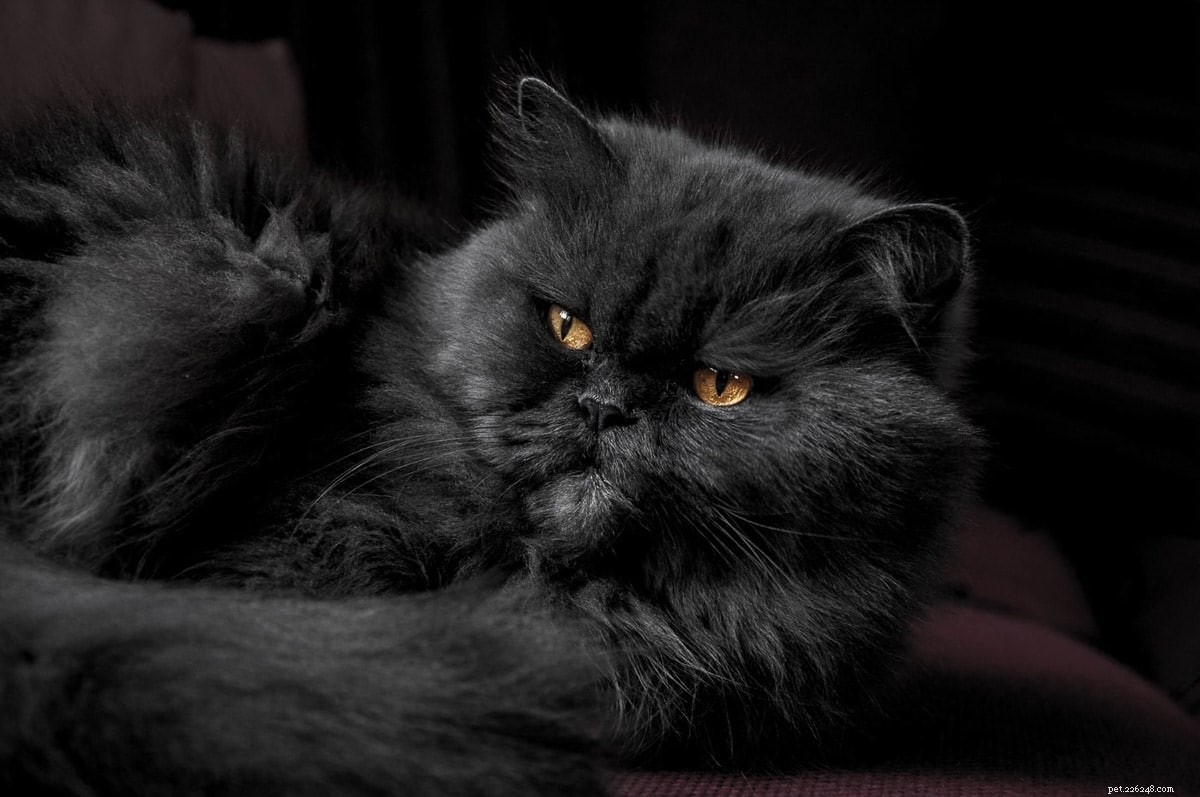 Top 11 Indoor Cat Breeds Perfect for Apartment Living