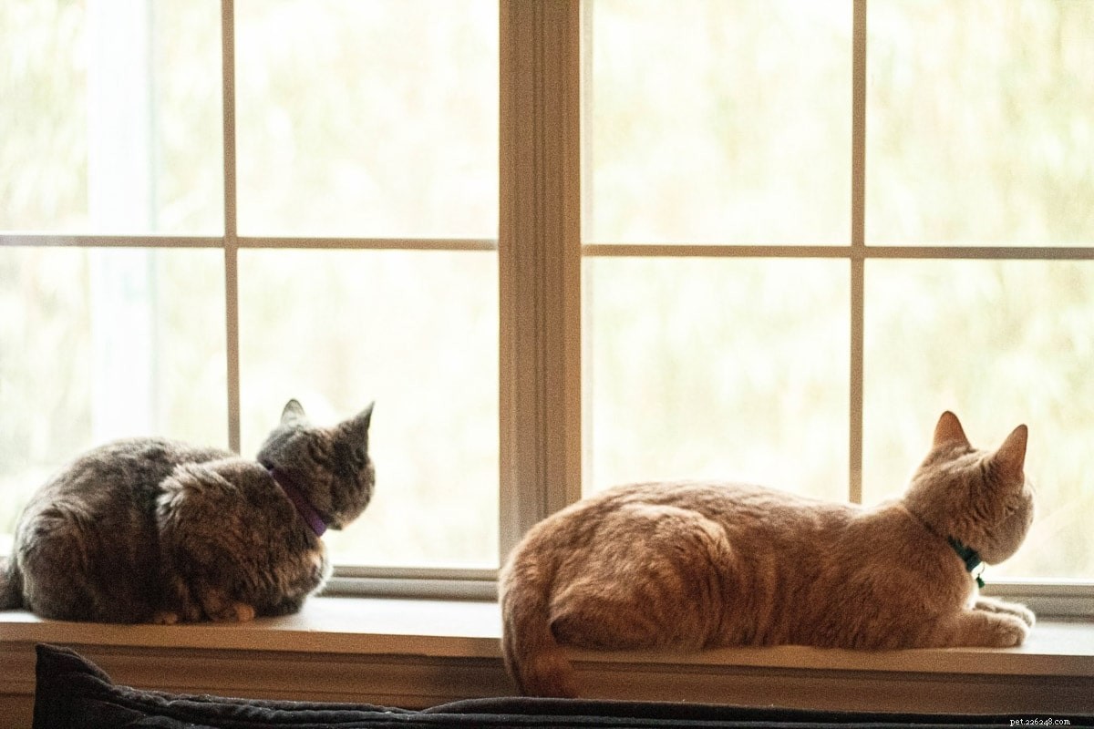 Top 11 Indoor Cat Breeds Perfect for Apartment Living