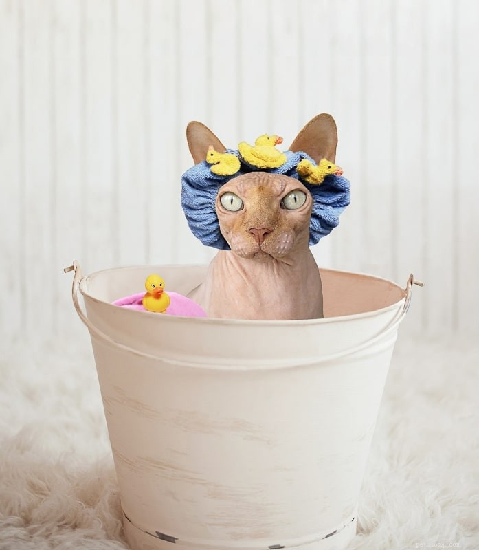Top 11 Indoor Cat Breeds Perfect for Apartment Living