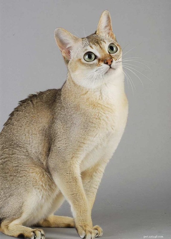 Top 11 Indoor Cat Breeds Perfect for Apartment Living