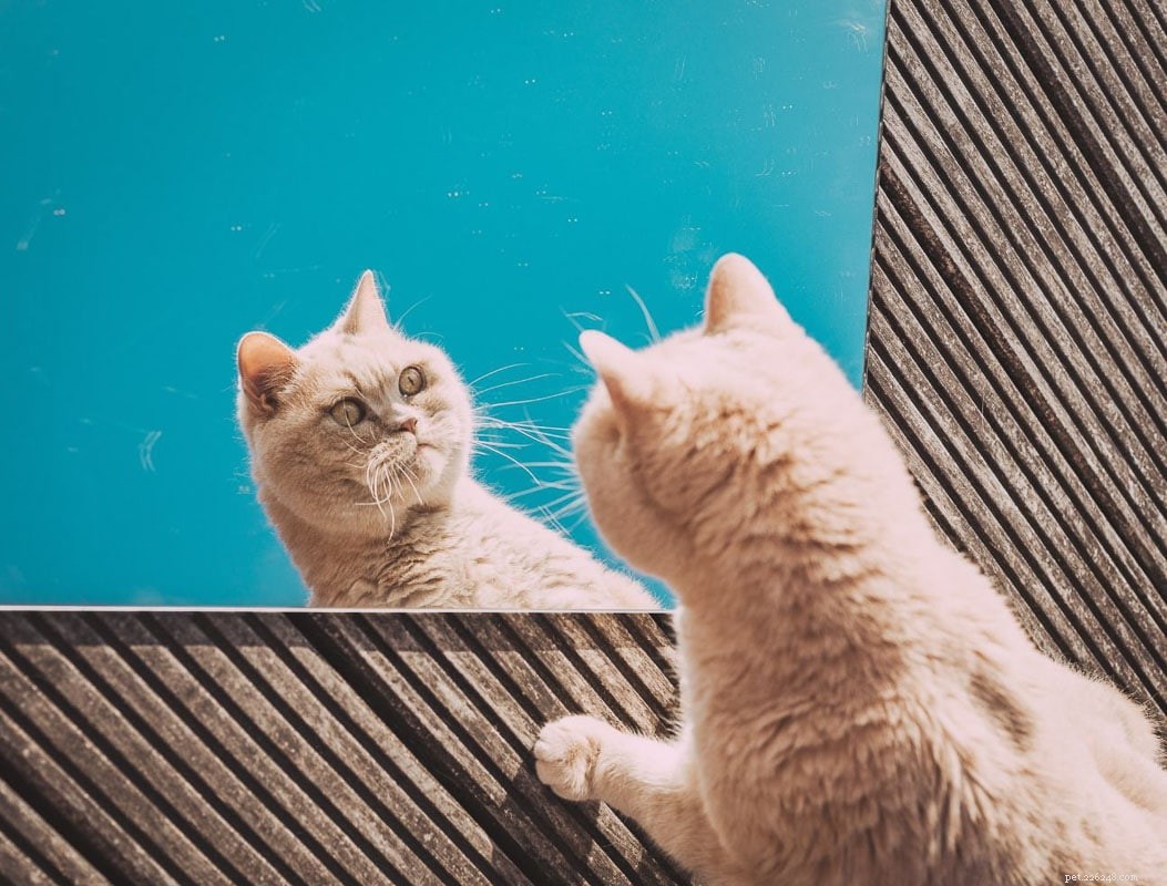16 Unconventional Cat Breeds That Will Surprise and Delight You