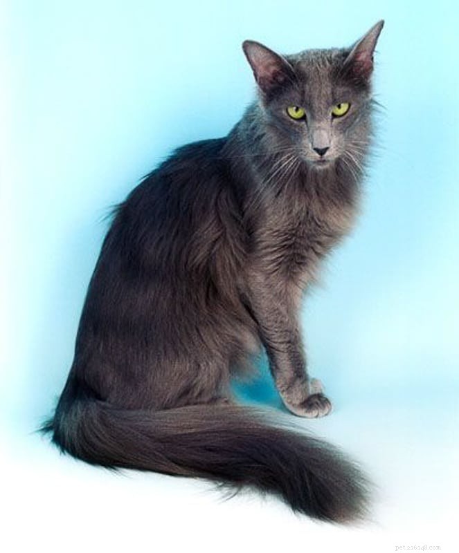 16 Unconventional Cat Breeds That Will Surprise and Delight You