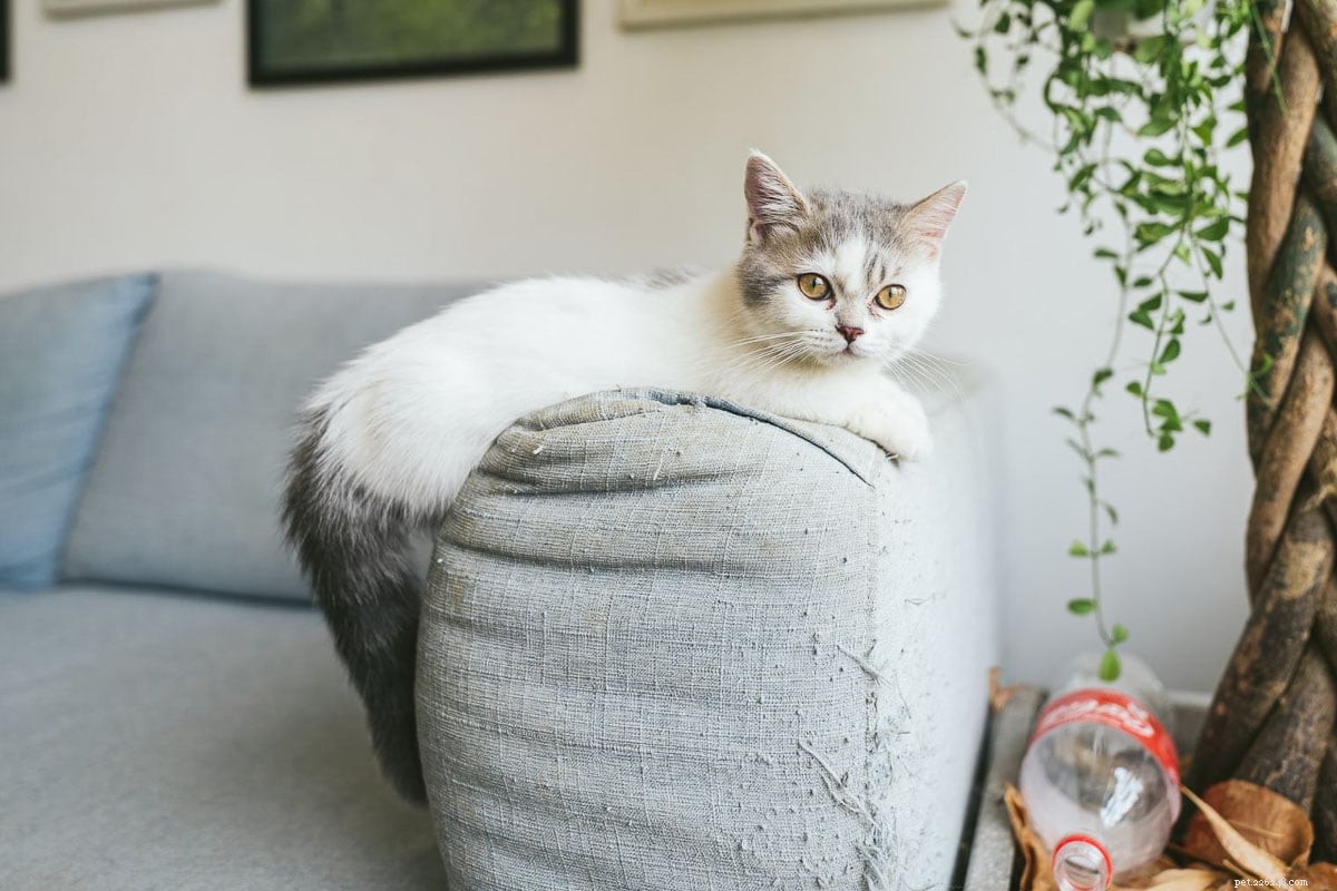 16 Unconventional Cat Breeds That Will Surprise and Delight You