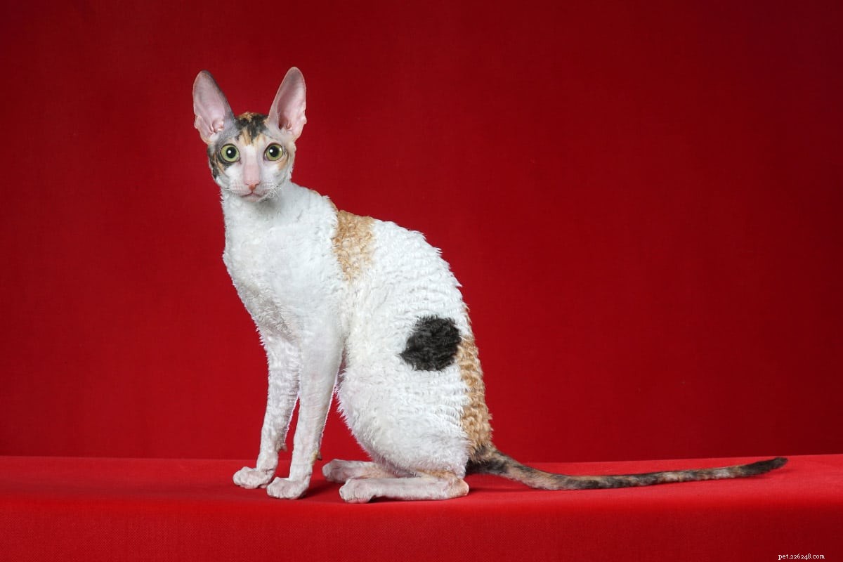 16 Unconventional Cat Breeds That Will Surprise and Delight You