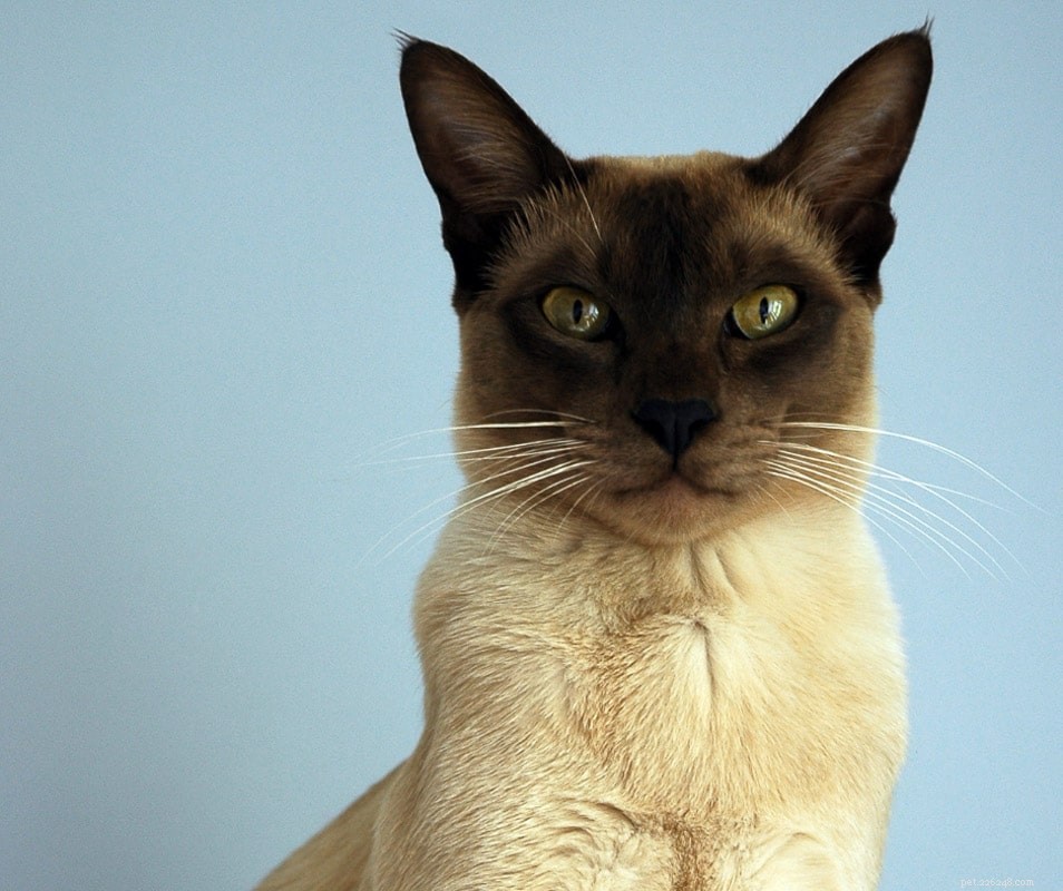 16 Unconventional Cat Breeds That Will Surprise and Delight You