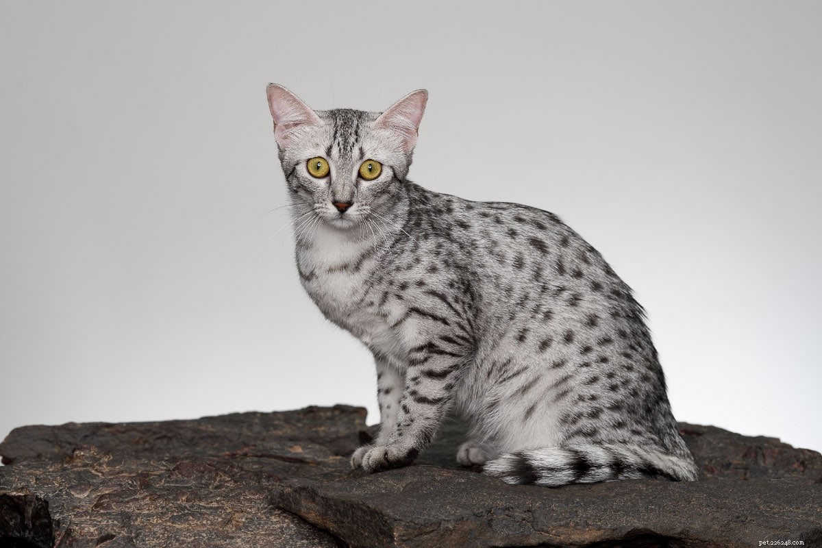 16 Unconventional Cat Breeds That Will Surprise and Delight You