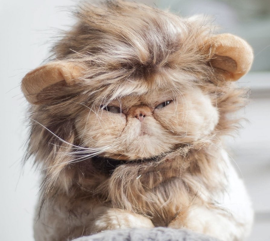 10 Adorable Flat-Faced Cat Breeds Perfect for Cuddles