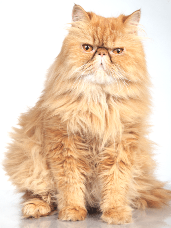 10 Adorable Flat-Faced Cat Breeds Perfect for Cuddles